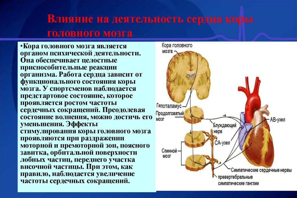 Раздражение коры головного мозга. Гипоталамус регуляция сердца. Снижение функциональной активности коры головного мозга. Снижение функциональной активности нейронов коры головного мозга. Деятельность сердца.