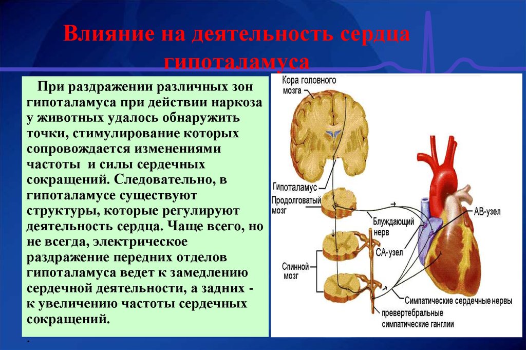 На деятельность сердца влияют