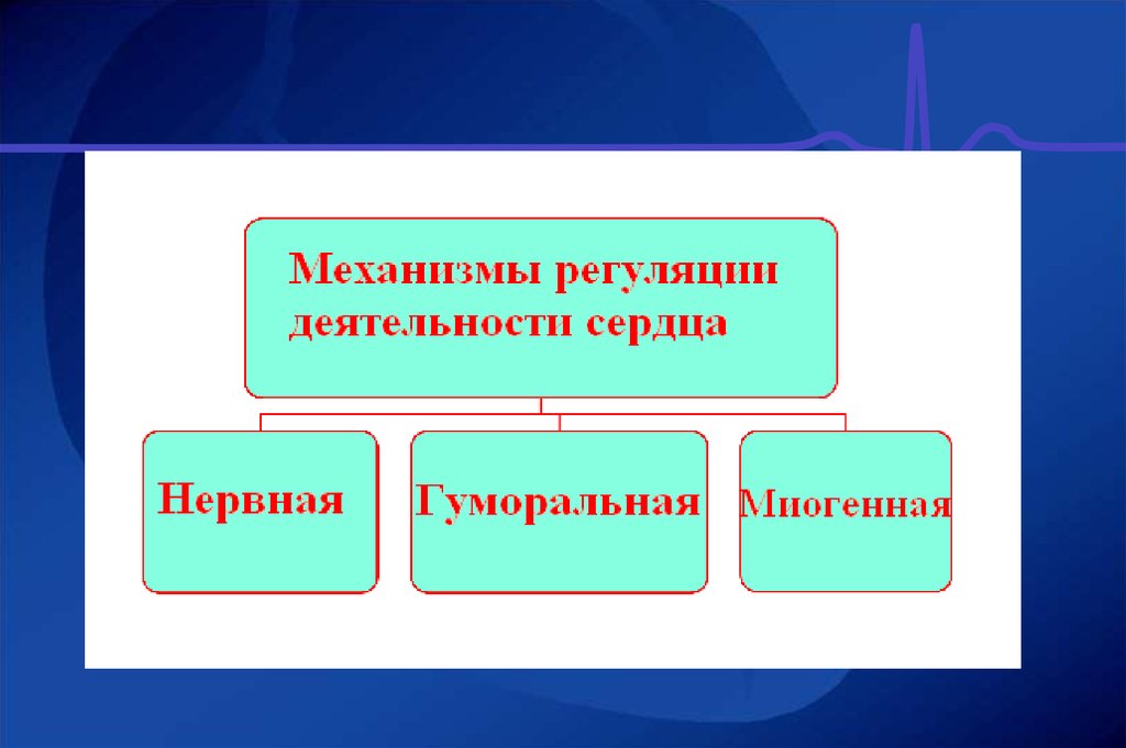 Регуляция работы сердца и сосудов. Нейрогуморальная регуляция сердца. Нейро-гуморальная регуляция сердца. Регуляция деятельности сердца презентация. Регуляция сердечной деятельности миогенная гуморальная.