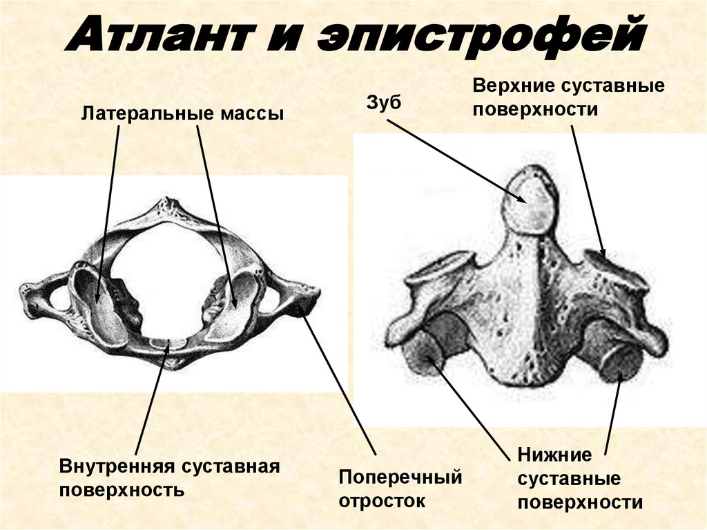 Картинка туловища человека