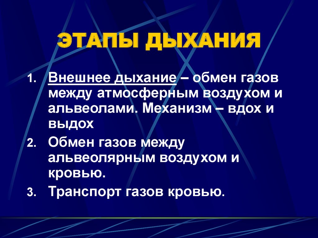 Перечислите этапы дыхания