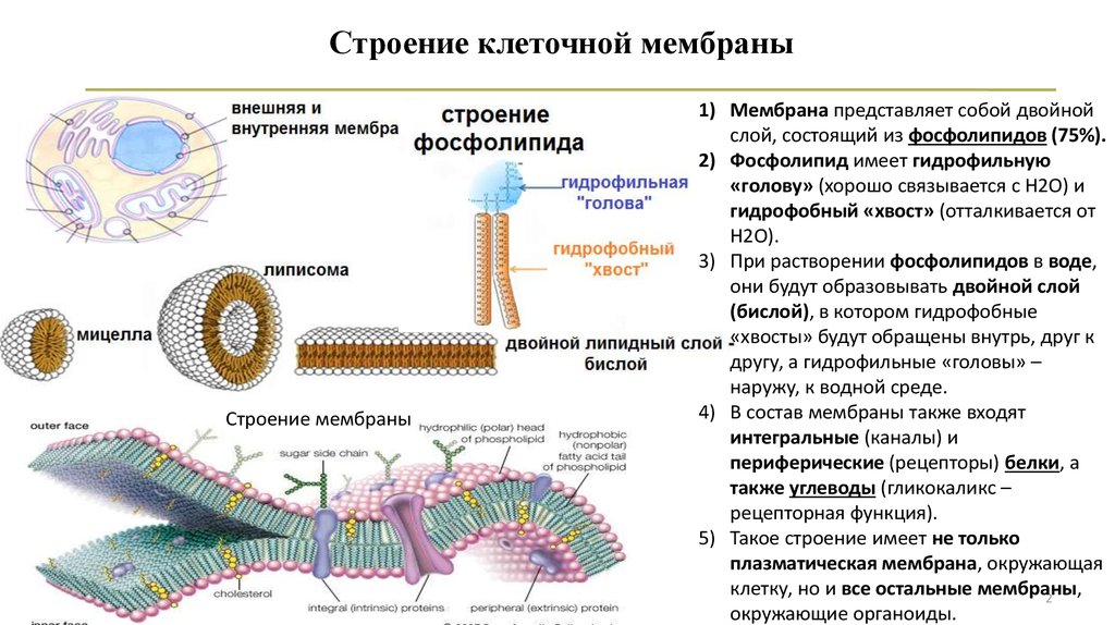 Физиологическое состояние клеток. 9. Строение и функции мембранных компонентов клетки. Механизмы повреждения мембранных структур клетки. Внутриклеточные мембраны строение. Строение комплекс клеточных мембран волоса.