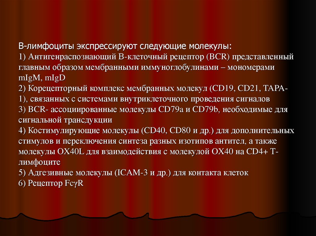 B-лимфоциты - презентация онлайн