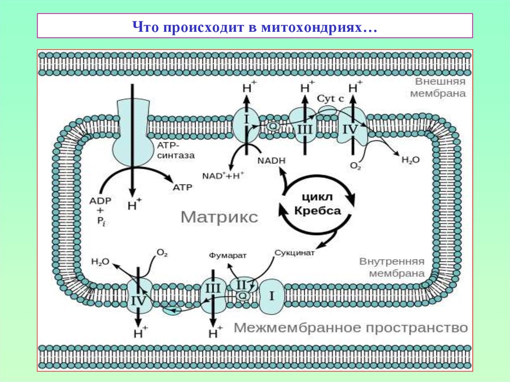 Происходит синтез атф за счет энергии. Цикл Кребса в митохондриях. Цикл Кребса и дыхательная цепь. Дыхательная цепь митохондрий реакции. Кислородный этап в митохондриях схема.