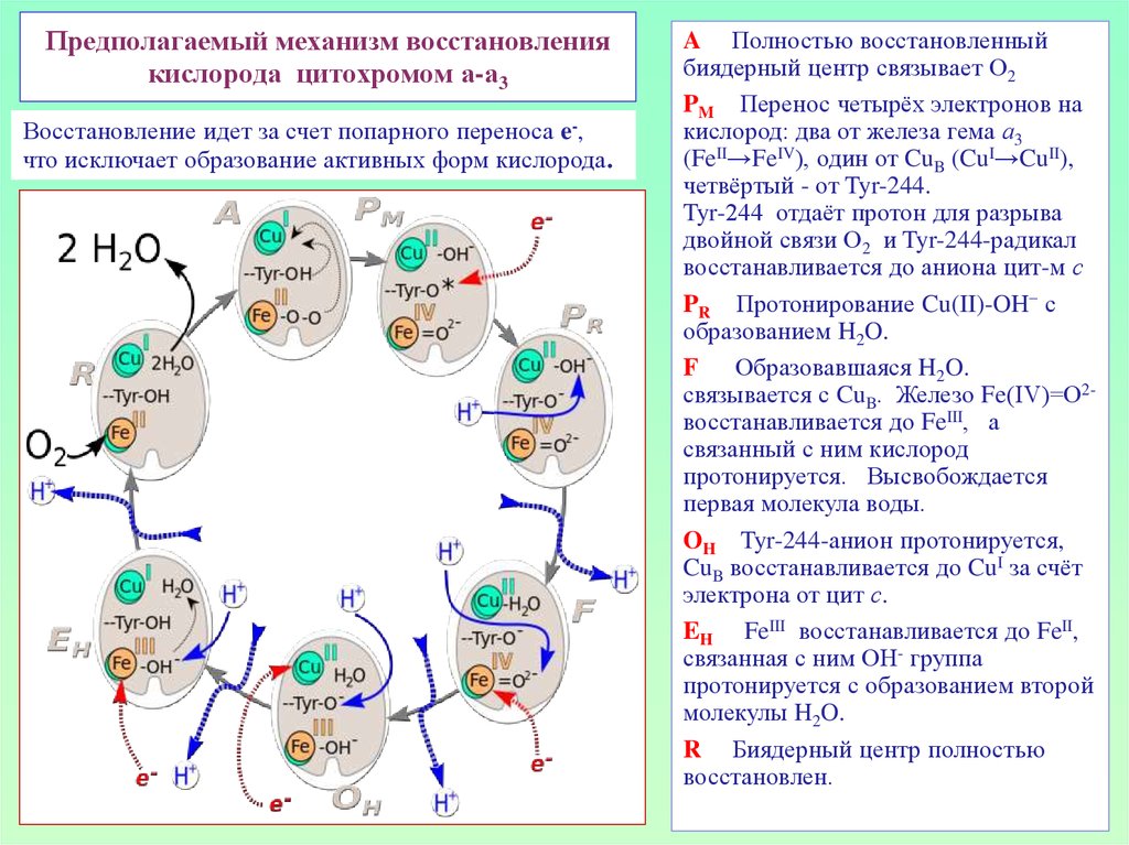 Механизм предполагает. Восстановление кислорода. Полное и неполное восстановление кислорода биохимия. Полное восстановление кислорода биохимия. Процесс восстановления кислорода.
