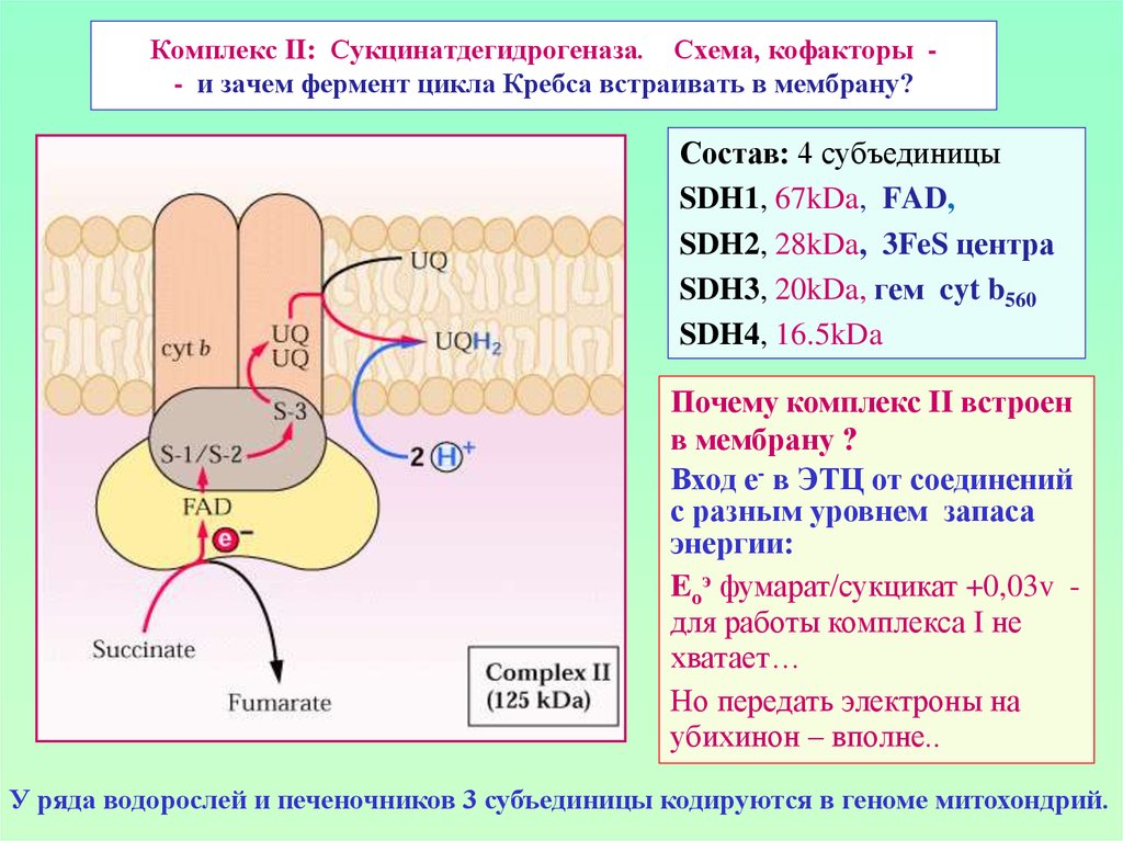 Почему комплекса. Сукцинатдегидрогеназа кофакторы. Сукцинатдегидрогеназа в дыхательной цепи. Кофермент сукцинатдегидрогеназы. Сукцинатдегидрогеназа биохимия.