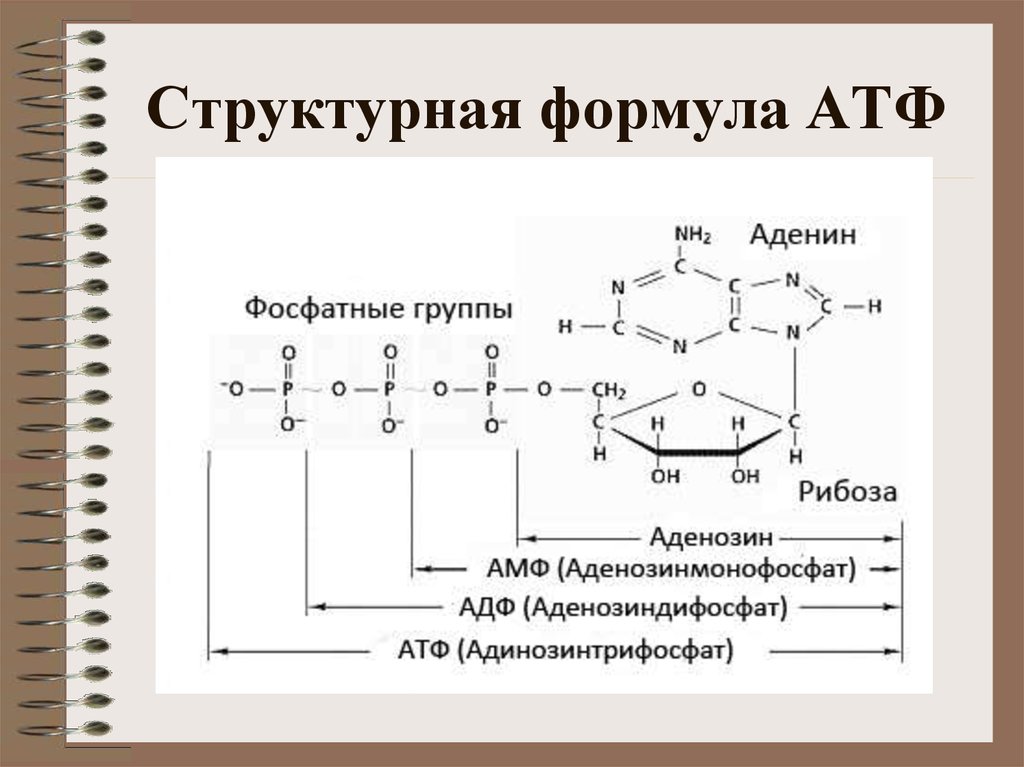 Химические связи атф. АТФ формула структурная. АТФ формула биохимия.