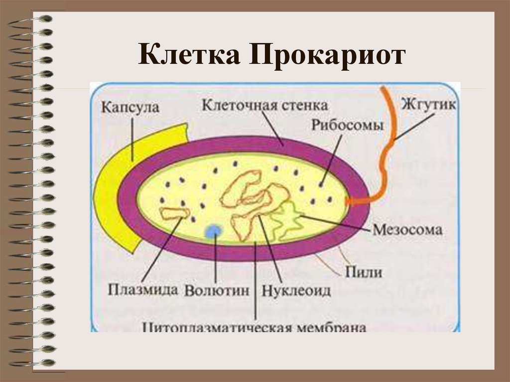 Что входит в клетку прокариот. Строение клетки прокариот. Прокариотич клетка строение. Структура прокариотной клетки. Структура прокариотической клетки.