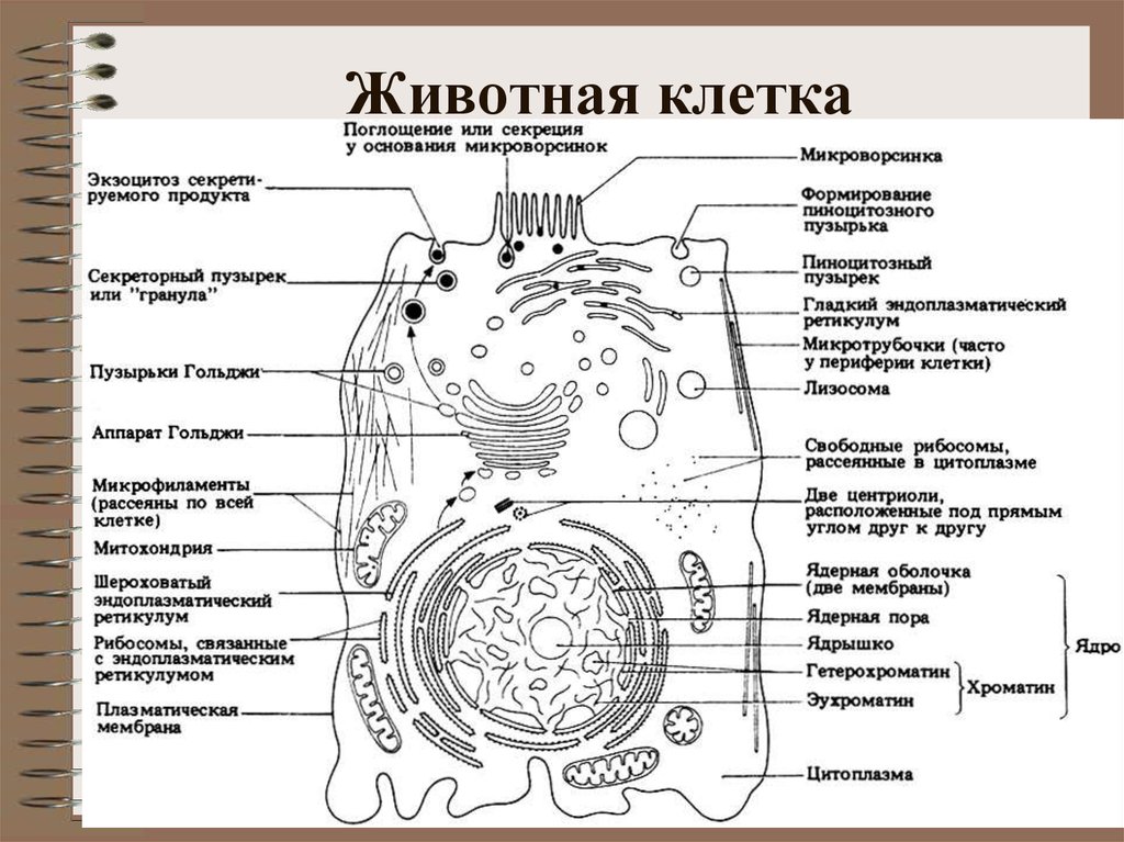 Схема строения эукариотической клетки