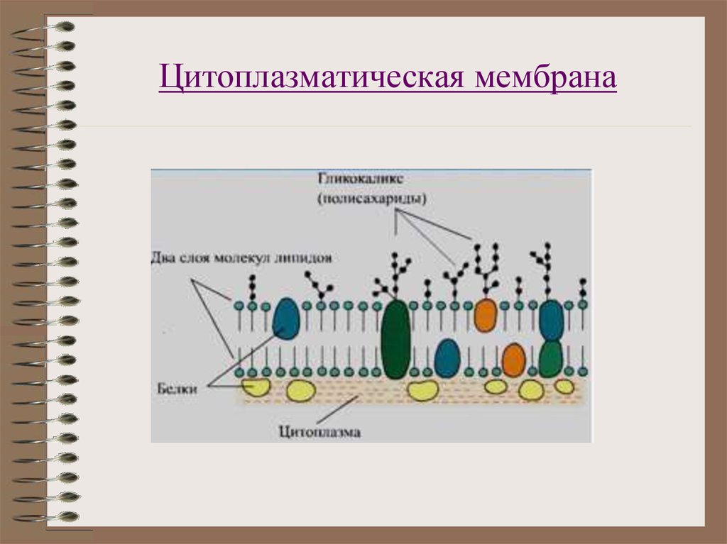 Мембрана это. Цитоплазматическая мембрана гликокаликс. Строение цитоплазматической мембраны. Строение цитоплазматической мембраны клетки. Наружная цитоплазматическая клеточная мембрана строение.