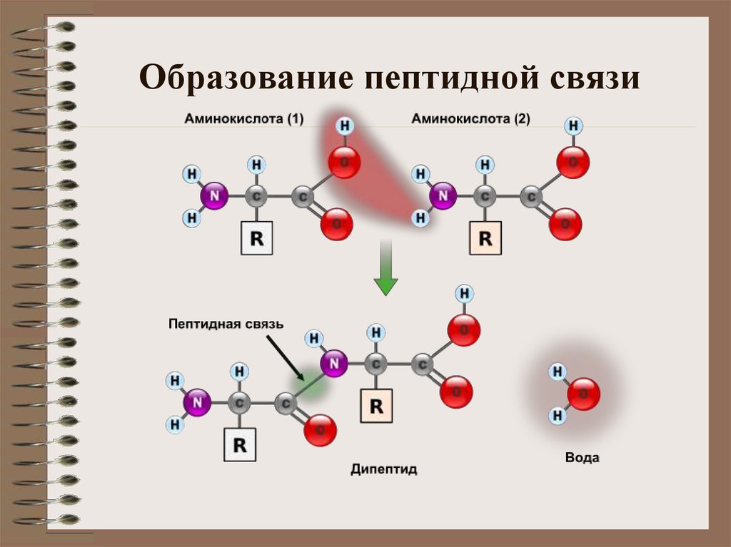 Пептидная связь является. Образование пептидной связи между аминокислотами схема. Формула белка пептидная связь. Строение белка пептидная связь. Пептидная связь аминокислот формула.