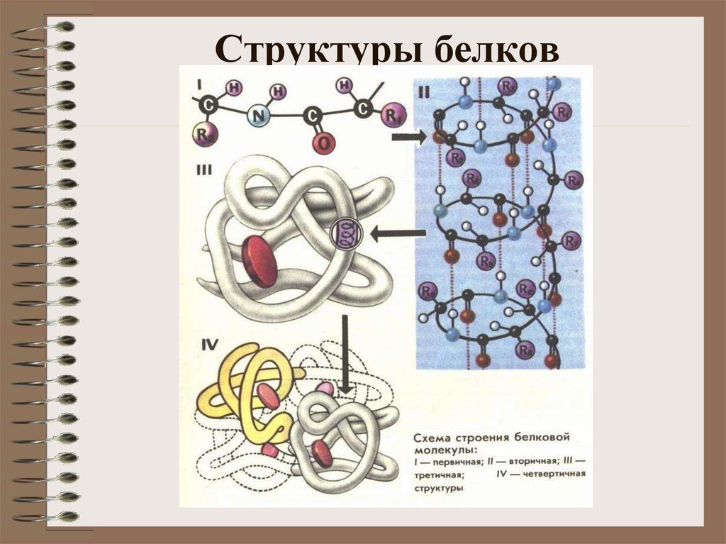 Схемы белков. Схема строения белковой молекулы. Структуры белковой молекулы рисунок. Клеточная структура белка это. Схема строения белка.