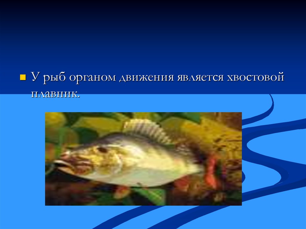 Работа плавников при движении рыбы в воде. Органы движения рыб. Способы движения рыб. Способы передвижения рыб. Класс рыбы органы передвижения.