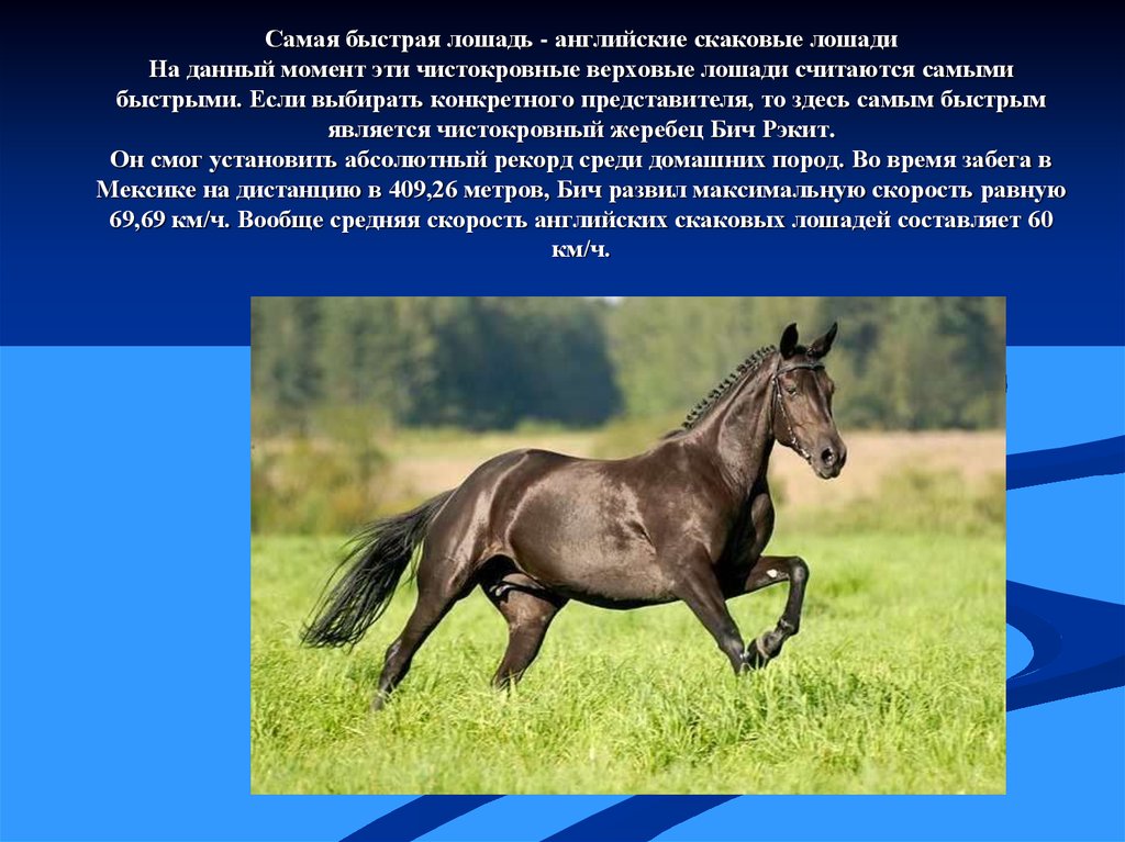 Лошадь способная. Скорость лошади. Скорость бега коня. Средняя скорость лошади. Максимальная скорость коня.
