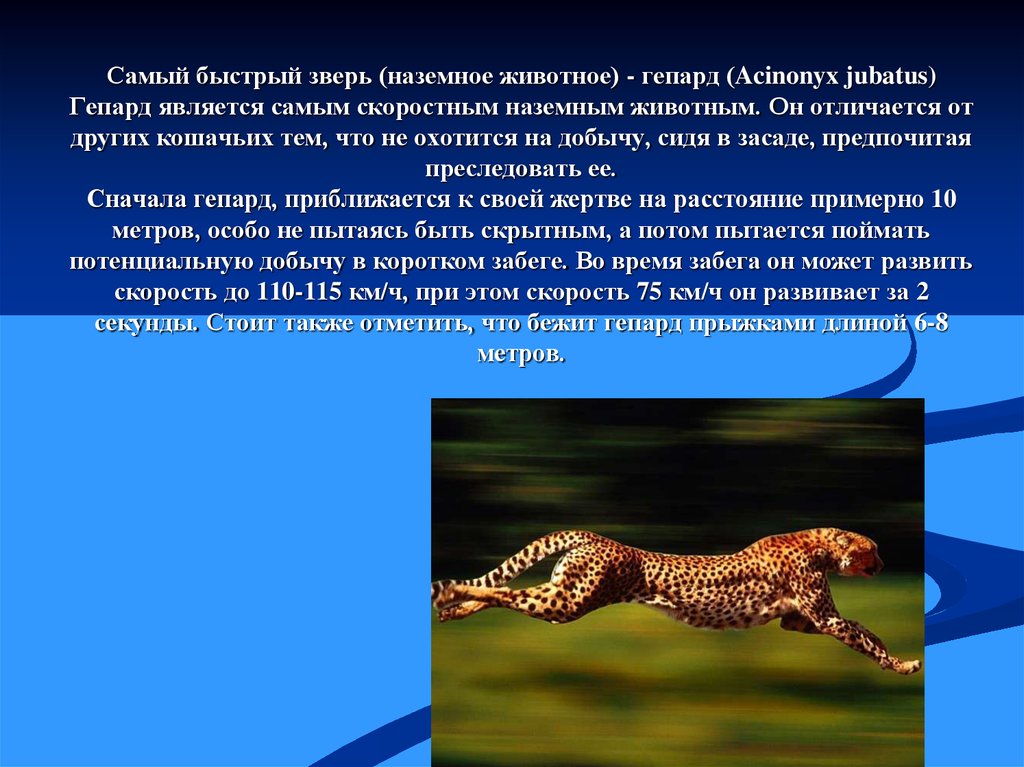 Что помогает гепарду добывать. Сообщение о передвижении животных. Сообщение по биологии способы передвижения животных. Сообщение на тему движение животных. Самое быстрое наземное животное.