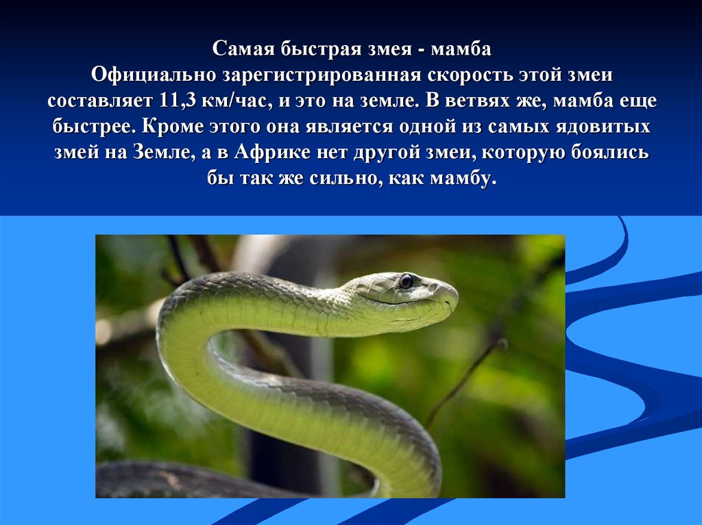 Змейка текст. Ядовитая змея черная мамба. Змеи доклад. Ядовитые змеи доклад. Презентация о змеях.