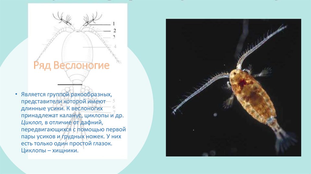 Значение ракообразных в природе и жизни человека. Представители ракообразных дафния. Веслоногие рачки представители. Веслоногие ракообразные представители. Веслоногие строение.