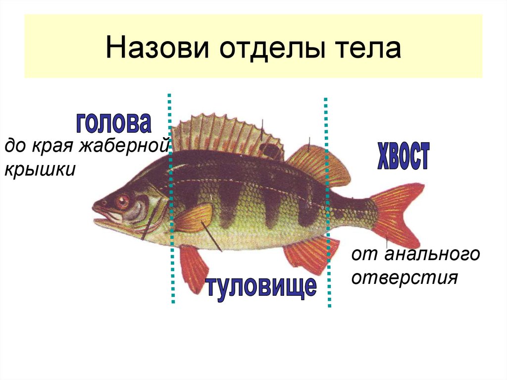 Какое тело у рыб. Отделы тела рыбы голова туловище хвост. Отделы тела окуня. Отделы тела карася. Внешнее строение рыбы.
