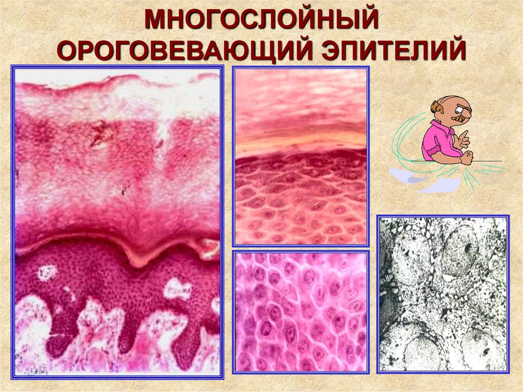 Многослойный плоский эпителий. Многослойный плоский ороговевающий эпителий функции. Ороговевший эпителий. Функции ороговевающего эпителия. Функции многослойного плоского ороговевающего эпителия.