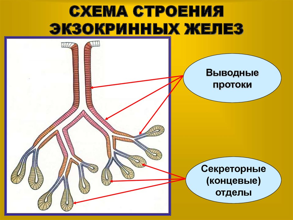 Экзокринные железы выводные протоки. Концевой отдел и выводной проток. Экзокринные железы строение. Концевой отдел и выводной проток железы. Общий план строения экзокринной желёз.