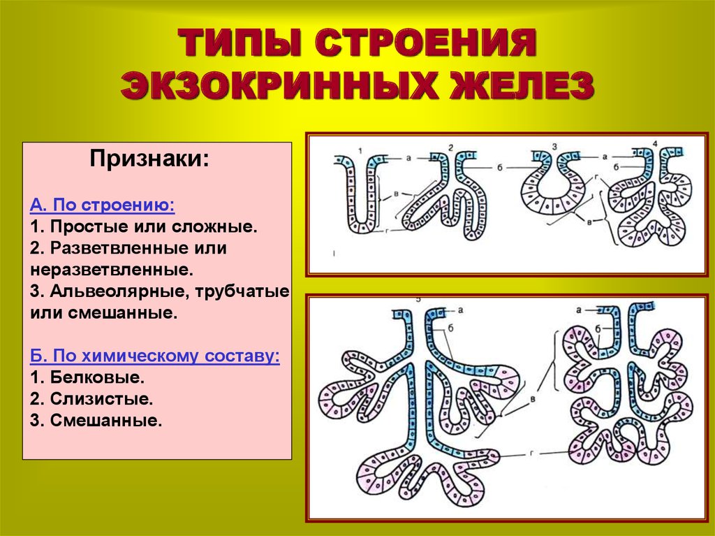 Тип строения d. Экзокринные железы строение. Схема классификации экзокринных желез. Схема строения экзокринных и эндокринных желез. Экзокринные железы классификация гистология.
