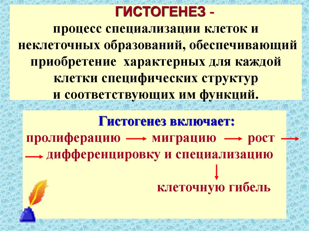 Жизнедеятельность ткани. Гистогенез. Процессы гистогенеза. Процесс специализации клеток. Дифференциация и специализация клеток.