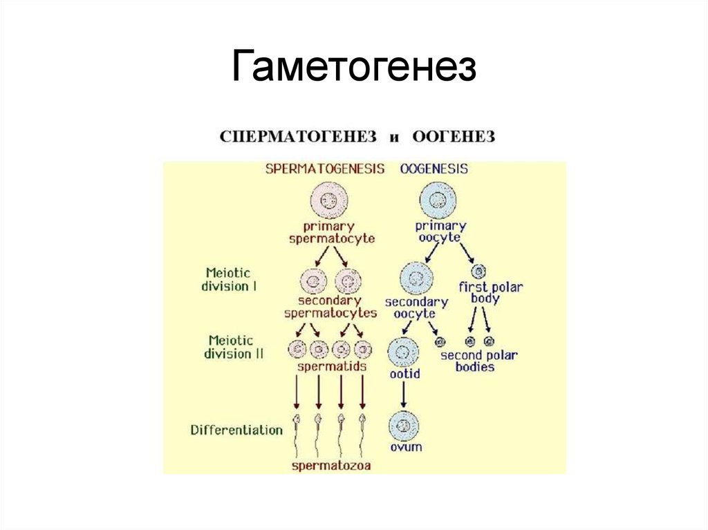 Гаметогенез схема с подписями