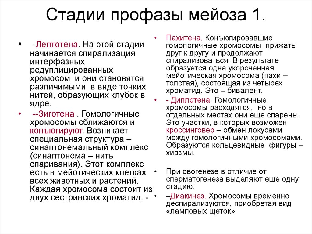 Первая профаза мейоза. Фазы профазы 1 мейоза. Этапы профазы 1 мейоза. Мейоз этапы первой профазы. Стадии профазы 1 мейоза.