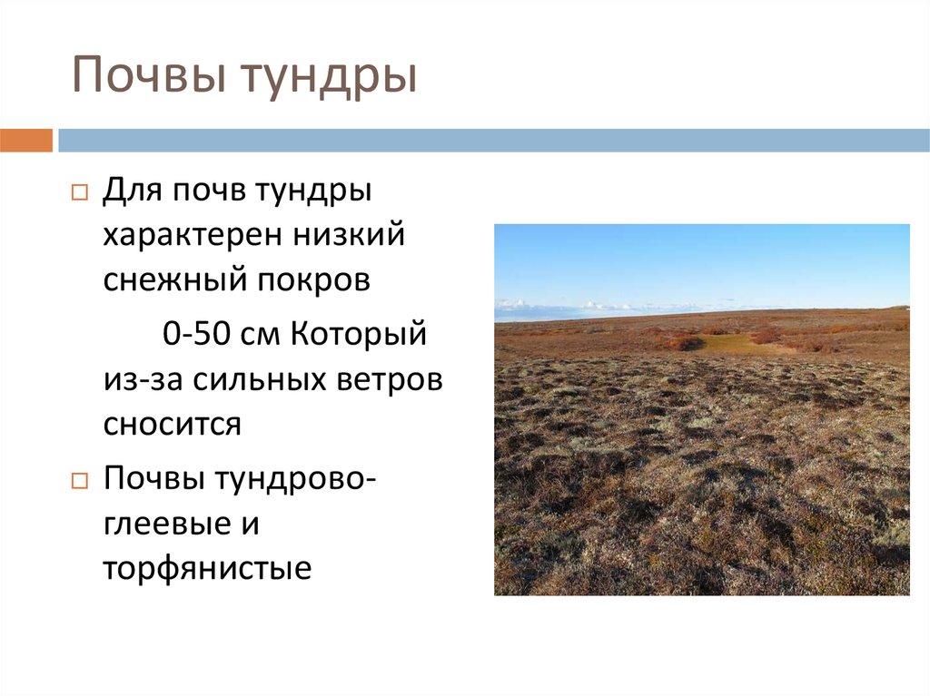 Для зоны тундр россии характерны. Почвы зоны тундры. Тундрово-глеевые почвы горизонты. Природная зона тундра почва. Характеристика почв тундры.