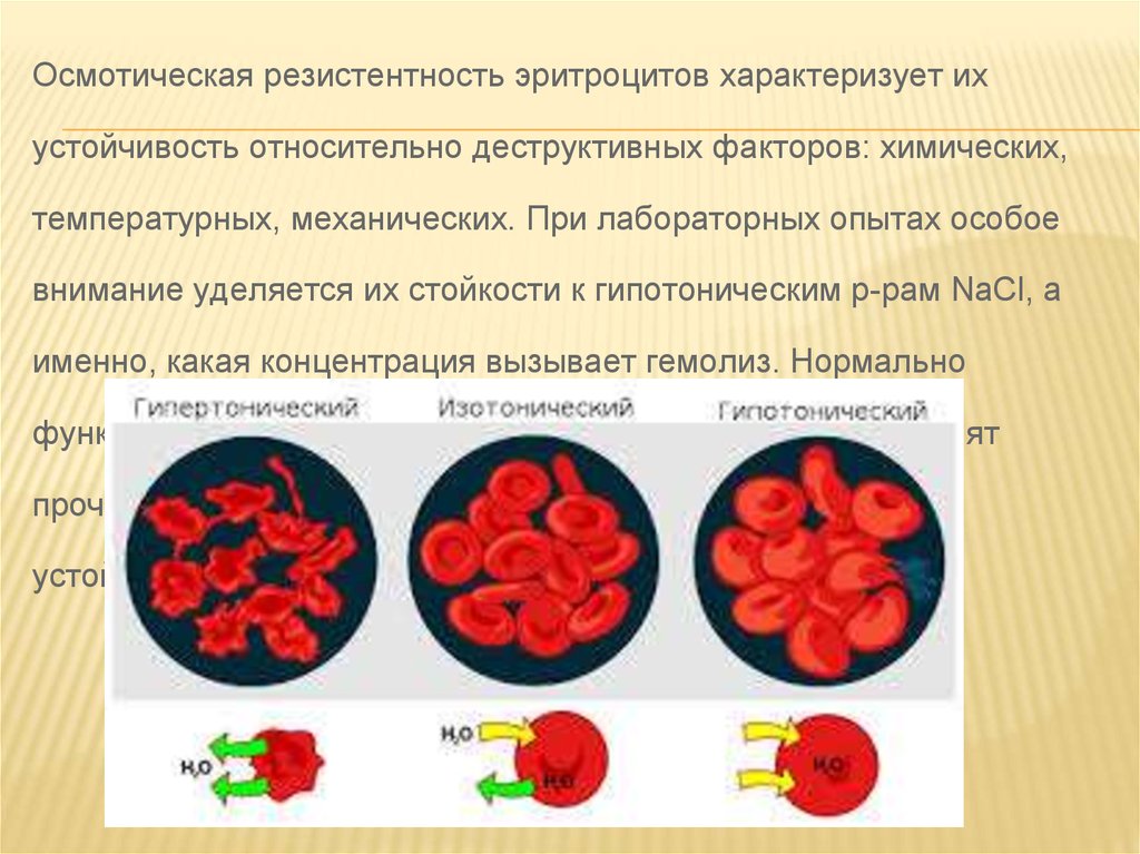 На мембране эритроцитов располагаются особые вещества