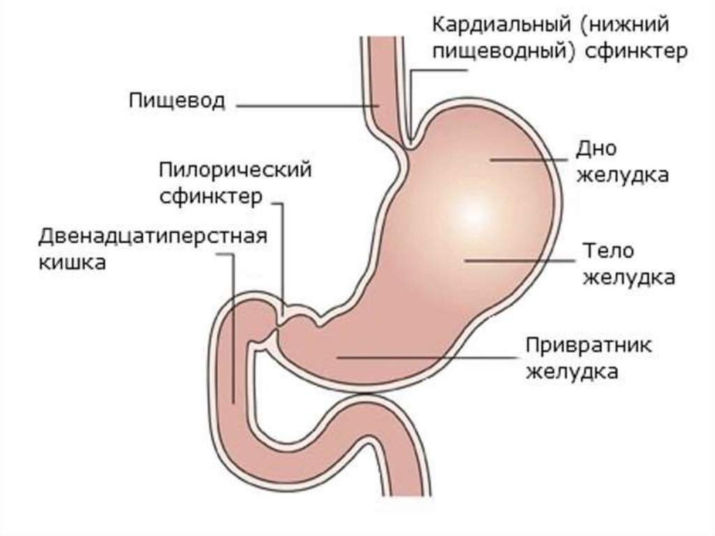 Пищеварение в желудке - презентация онлайн