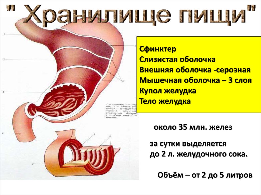 Почему в желудке скапливается воздух. Спазм в слепой кишке причины у женщин.