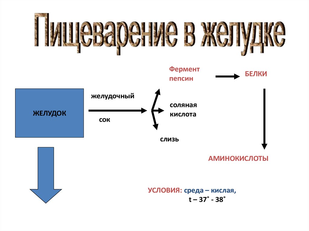 Пепсин в слюне