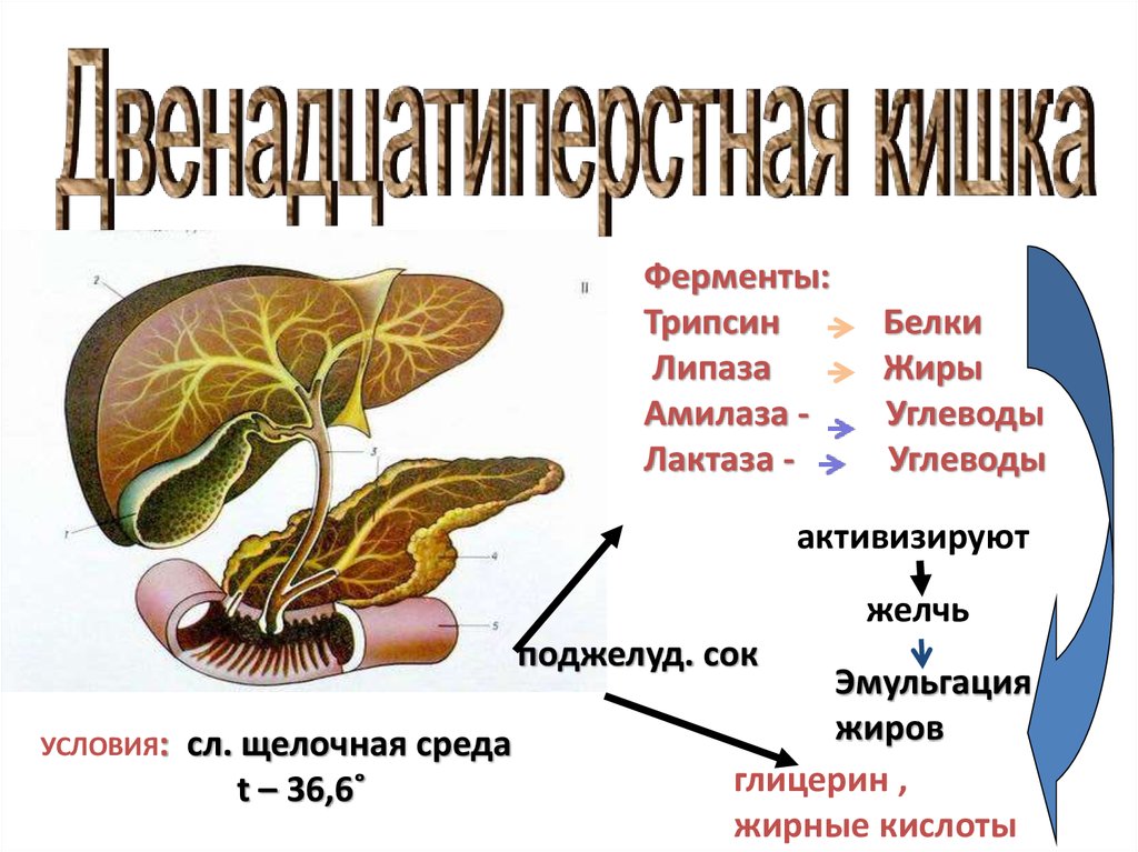 Желчь поступает в двенадцатиперстную кишку