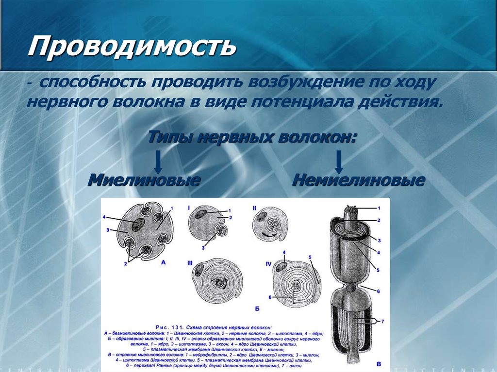 Нервная проводимость. Проводимость нервных волокон. Мионевральная пластинка. Мионевральный блок.