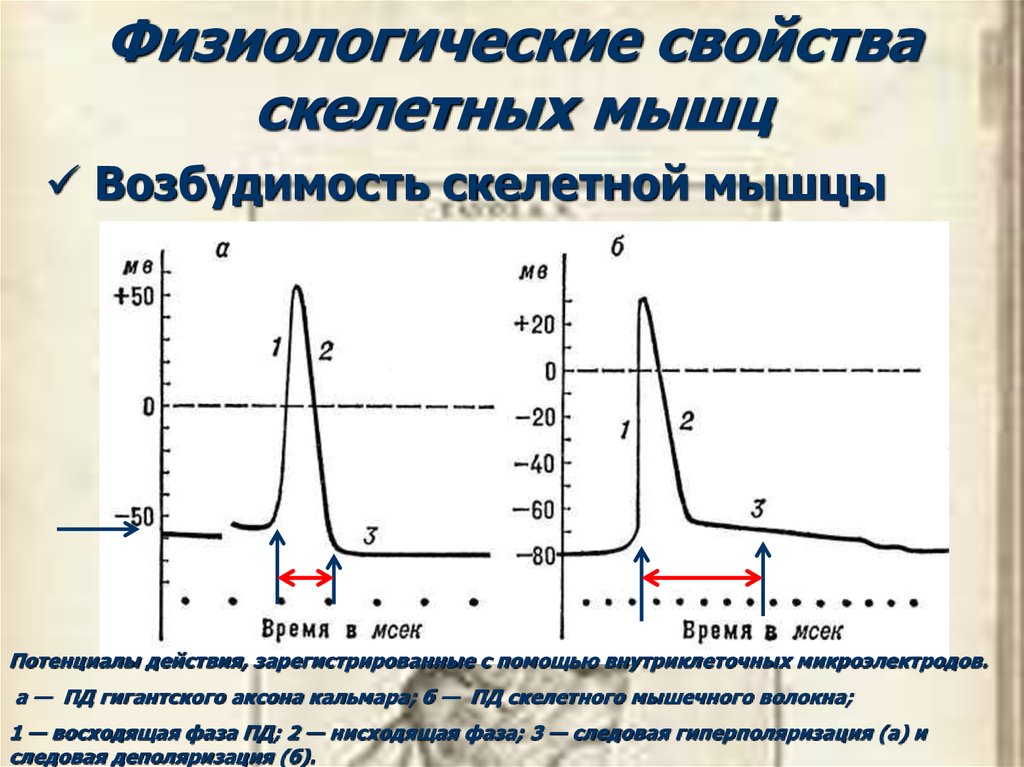 Мионевральный синапс