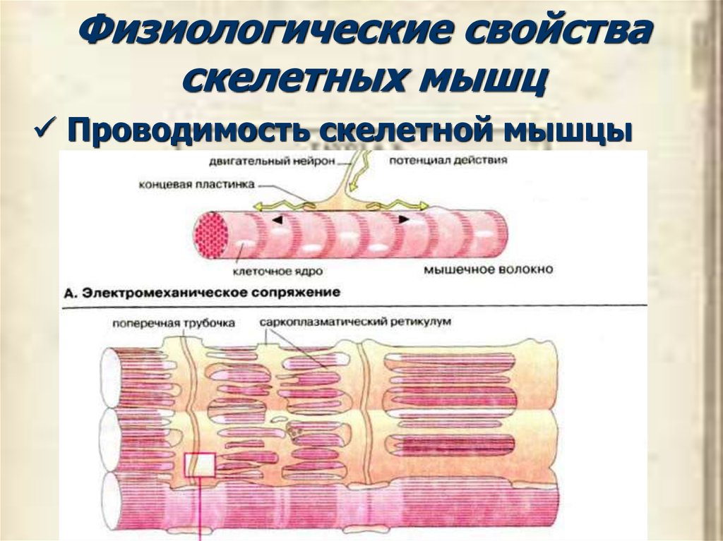 Движение нервного импульса презентация