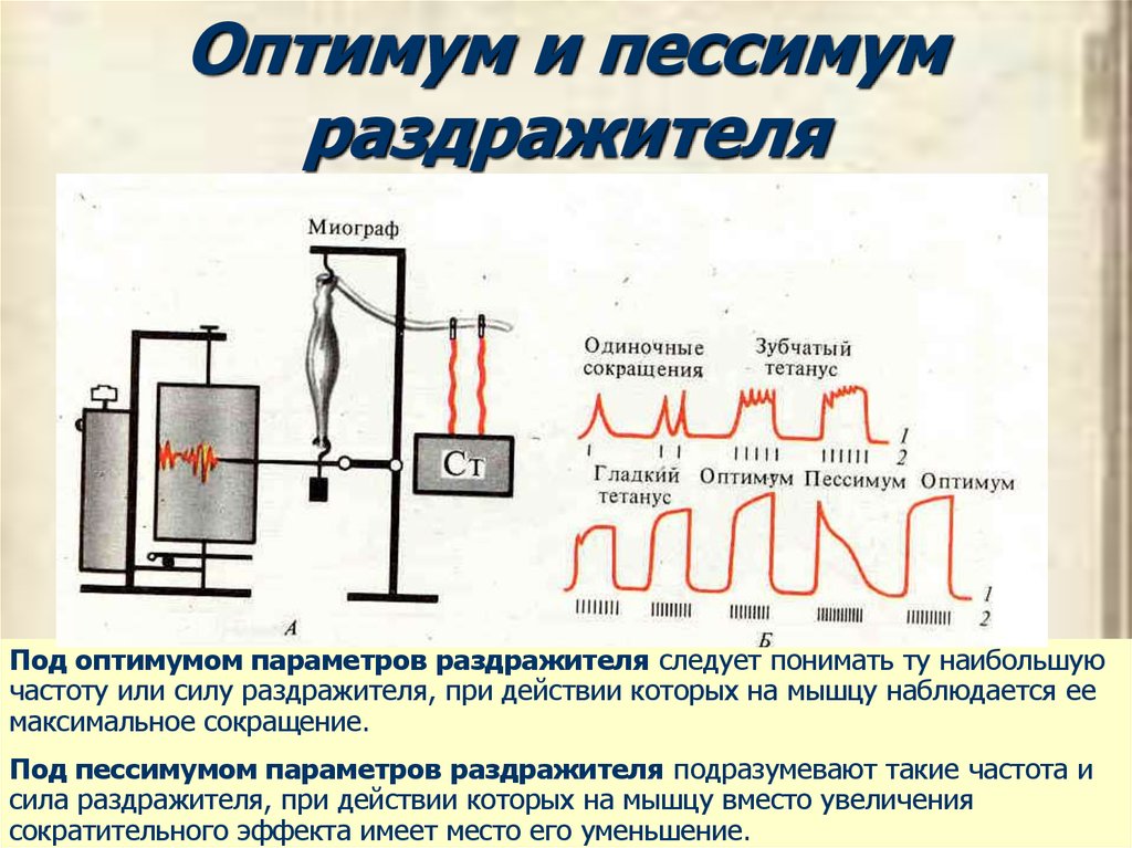 Механизмы памяти физиология презентация