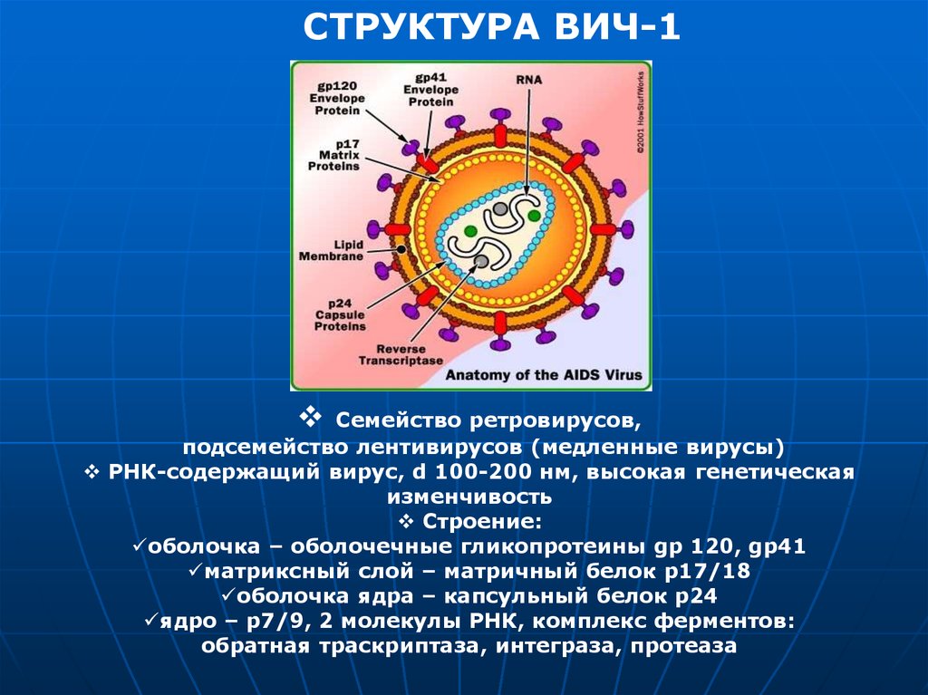 Строение вич. Структура вируса иммунодефицита человека. Ретровириды ВИЧ структура. Лентивирус строение. ВИЧ 1 структура.