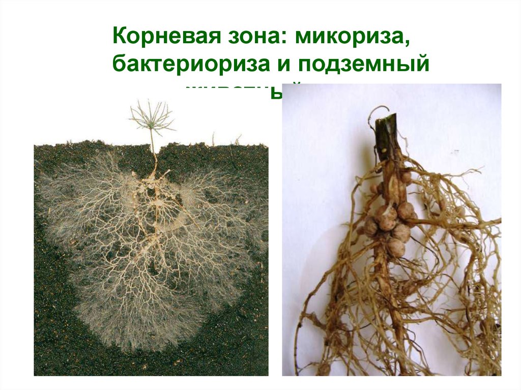 Как правильно развести микоризу. Микориза на корнях. Арбутоидная микориза. Корневая микориза. Микориза сосны.