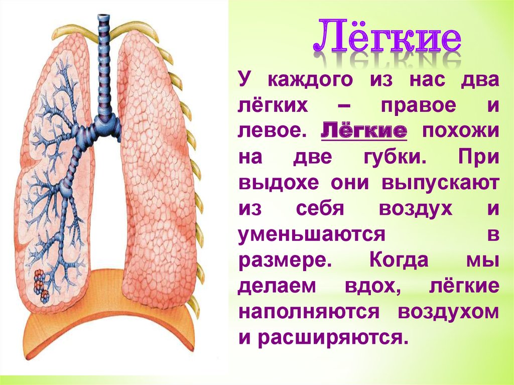 Легкие человека это кратко. Легкие правое и левое. Два легких. Легкие 2 класс. Правое легкое.