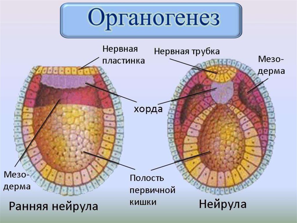 Следующая строения. Ранняя нейрула и нейрула. Нейрула зародышевые листки. Нейрула строение. Органогенез зародышевые листки.