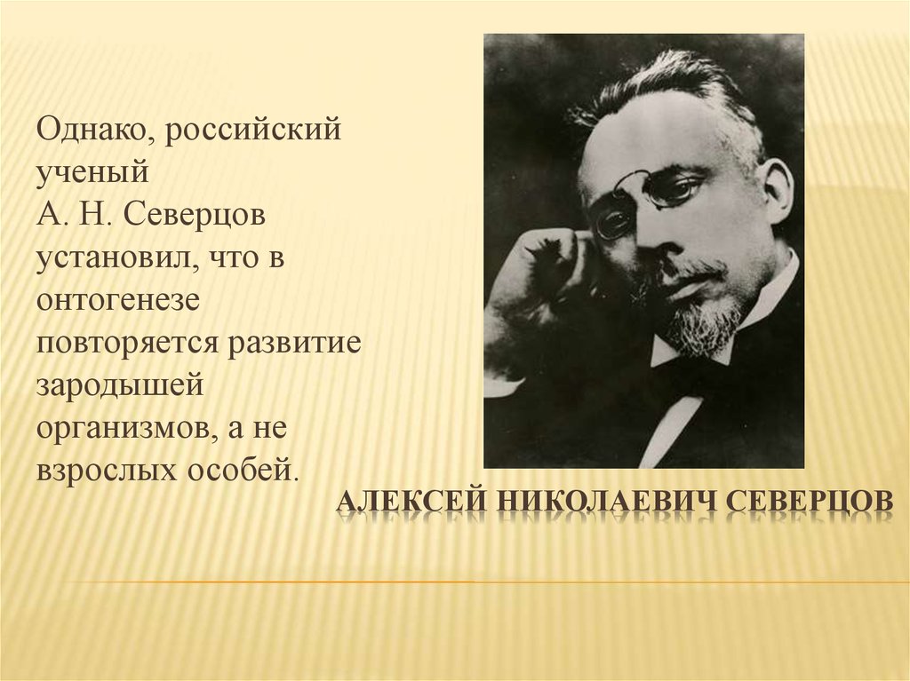 Однако русский. Алексей Николаевич Северцов. Ученый а.н. Северцов. Алексей Николаевич Северцов презентация. Северцов вклад в анатомию.