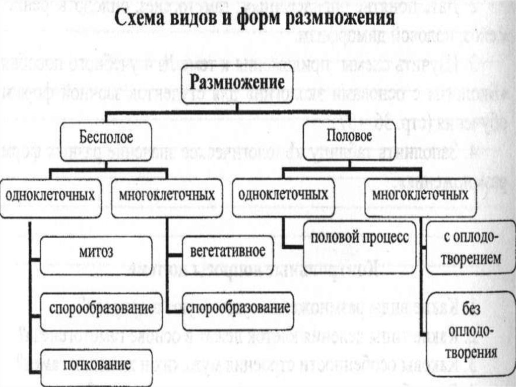 Формы и способы размножения организмов схема 26