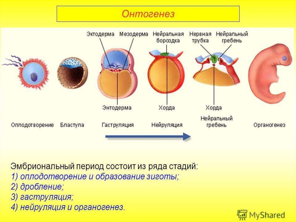 Эмбриональный период картинки