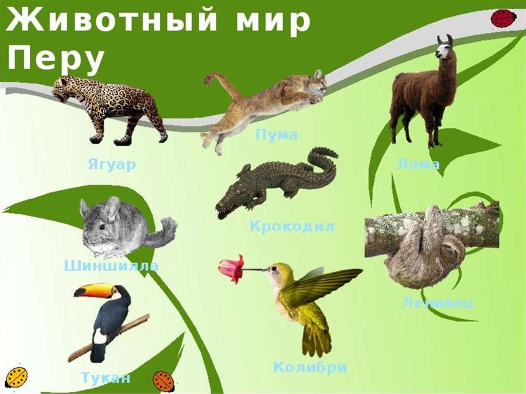 Mir h. Животный мир Перу. Растительный и животный мир Перу. Животные Перу презентация. Перу растения и животные.