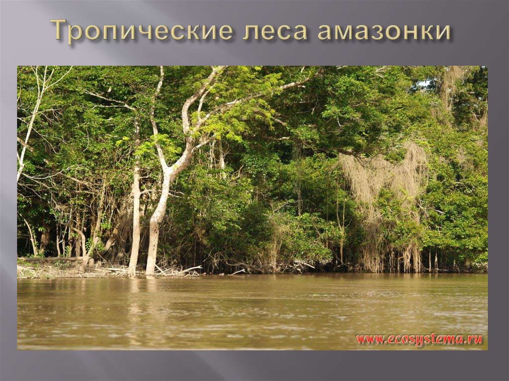 Тропические леса амазонки