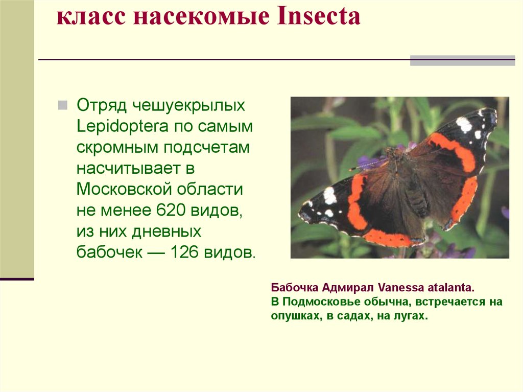 класс насекомые Insecta