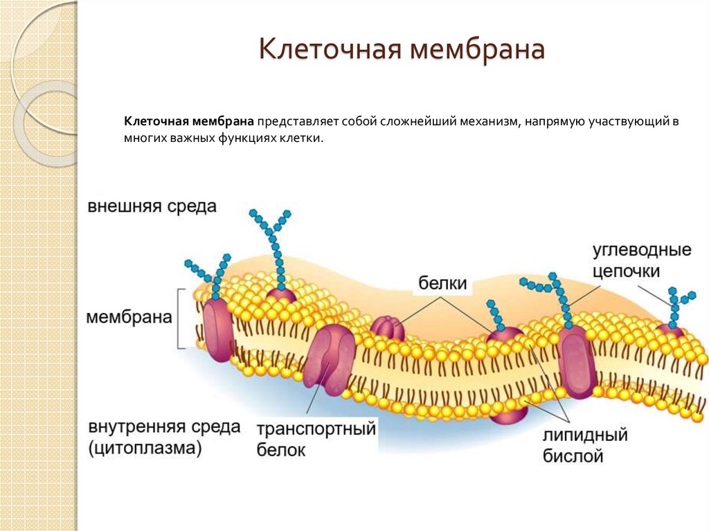 Мембрана клеток включает. Клеточная плазматическая мембрана. Мембрана клетки билипидный слой. Как устроены мембраны клетки. Строение плазматич мембраны.