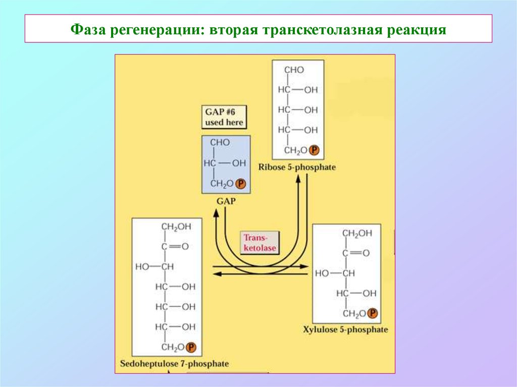 Фаза реакций. Фаза регенерации фотосинтеза. Транскетолаза реакция. Фазы регенерации. Транс кетолазная реакция.